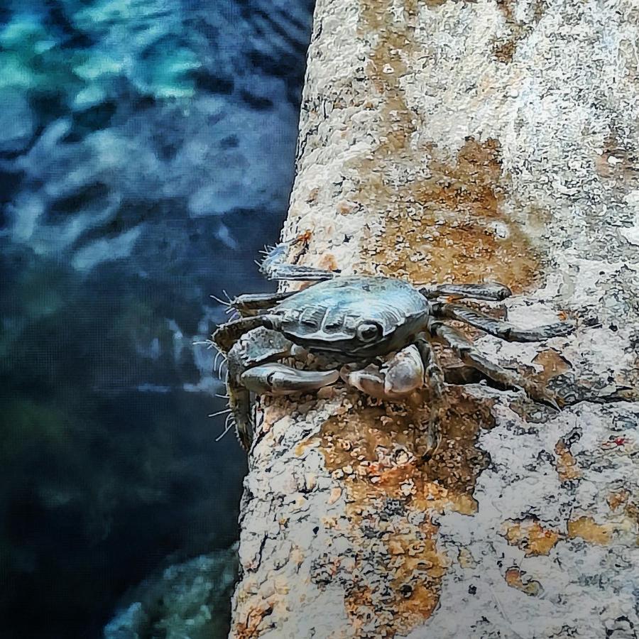 Kuca Za Odmor Marina Vila Sutomiscica Exterior foto